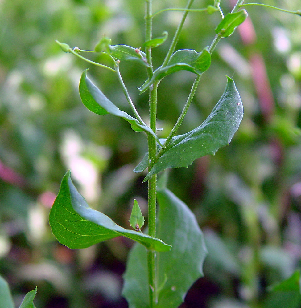 ازمک - معرفی علف های هرز